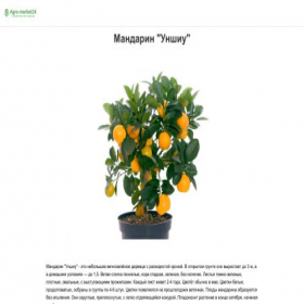 Скриншот главной страницы сайта agrogrowing.turbo.site
