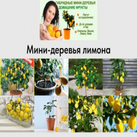 Скриншот главной страницы сайта limonaret.tilda.ws