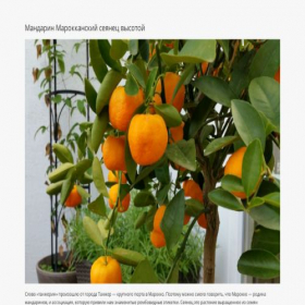 Скриншот главной страницы сайта mymandarinonline.creatium.site