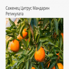 Скриншот главной страницы сайта ozonpacket.creatium.site