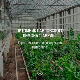 Скриншот главной страницы сайта pavlovskiylimon.site